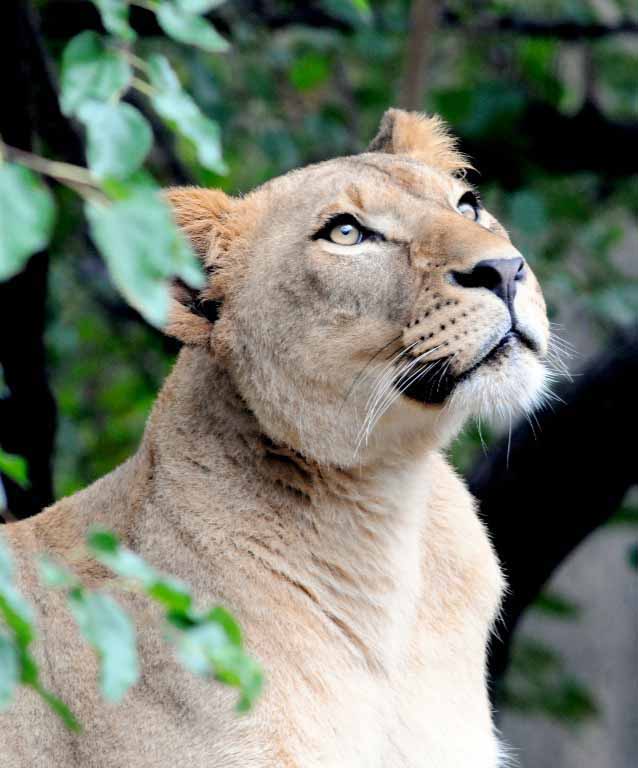 Discover the African Lion | Our Animals | Indianapolis Zoo