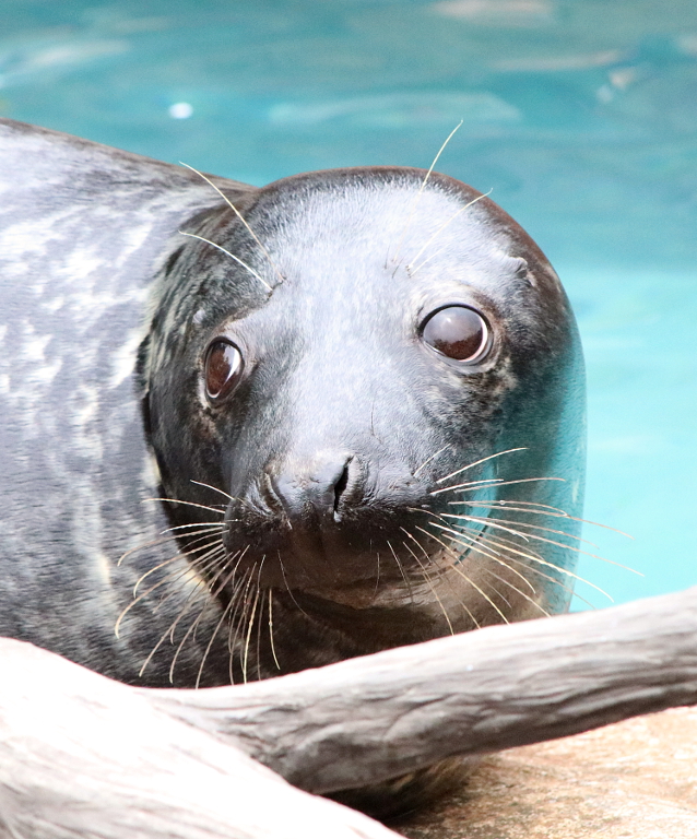 Discover the Grey Seal | Our Animals | Indianapolis Zoo