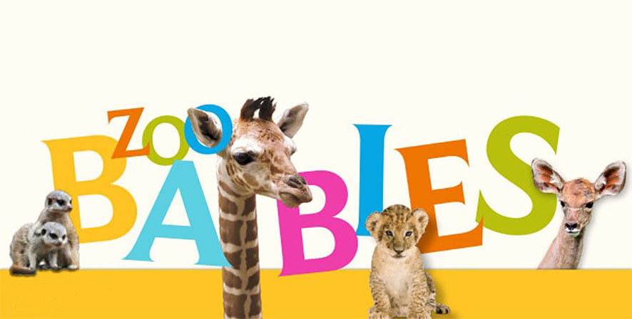 Zoo Babies - Indianapolis Zoo