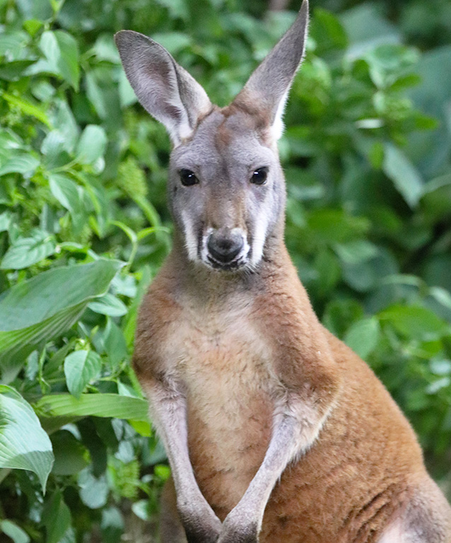 Discover Kangaroos | Our Animals | Indianapolis Zoo