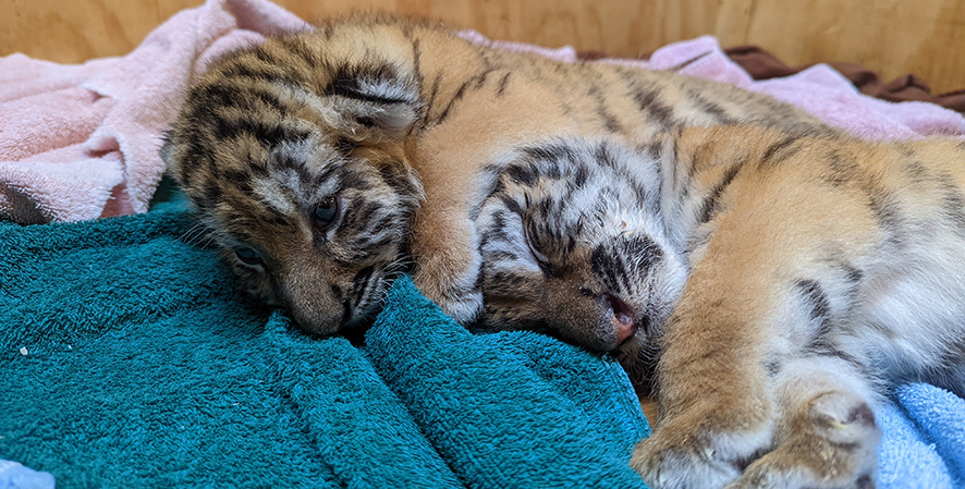 Introducing our Tiger Cubs! - Indianapolis Zoo
