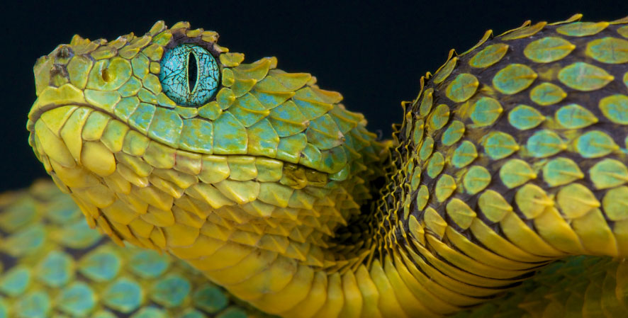 Super Cool Snakes - Global Center for Species Survival