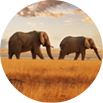 Elephants icon