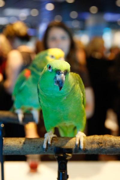 parrot at the Prize Gala