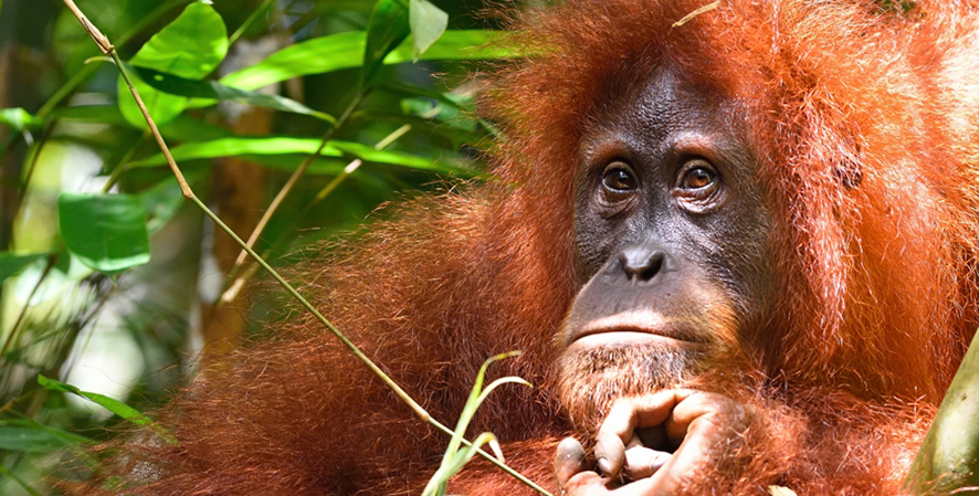 Nominees Announced for World’s Leading Animal Conservation Award