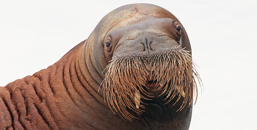 Discover the Pacific Walrus | Our Animals | Indianapolis Zoo