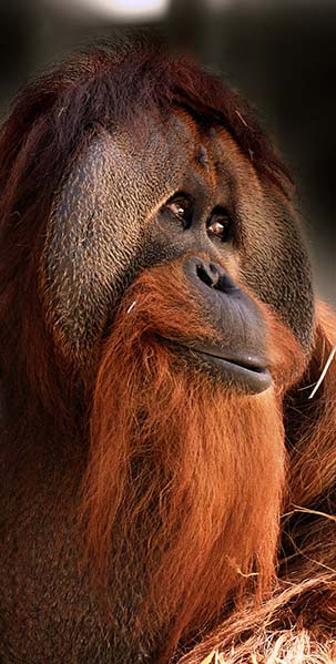 Azy Orangutan Indianapolis Zoo