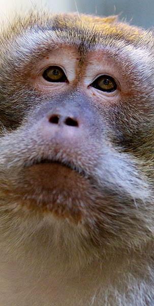 graham-macaques-indianapolis-zoo