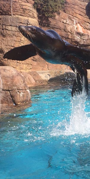 California sea lion holly indianapolis zoo
