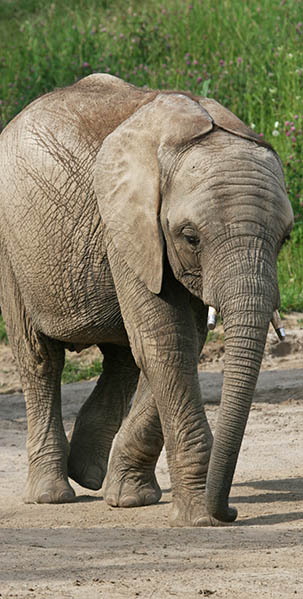 african elephant kedar indianapolis zoo