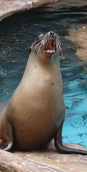 california sea lion indianapolis zoo