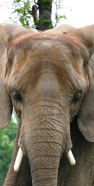 african elephant kubwa indianapolis zoo
