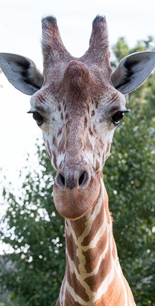 Majani-giraffe-indianapolis-zoo