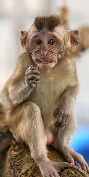 ren-macaques-indianapolis-zoo