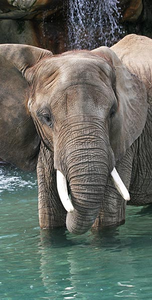 african elephant tombi indianapolis zoo