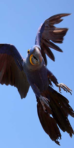 Hyacinth Macaw Indianapolis Zoo