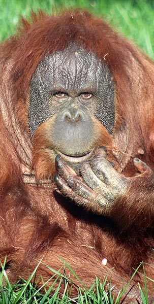 Knobi Orangutan Indianapolis Zoo