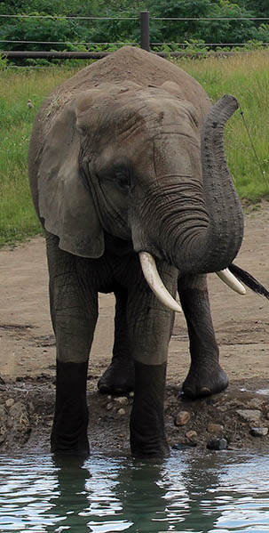 african elephant ivory indianapolis zoo