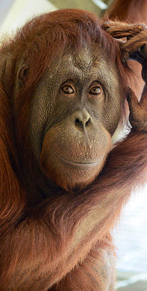 Lucy Orangutan Indianapolis Zoo