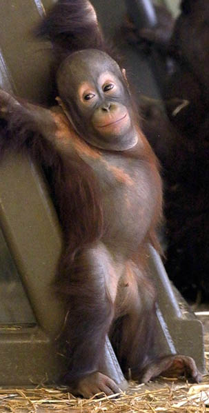 Max Orangutan Indianapolis Zoo