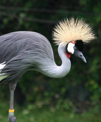 african-crowned-crane-indianapolis-zoo