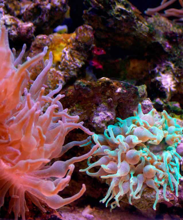 sea anemone indianapolis zoo