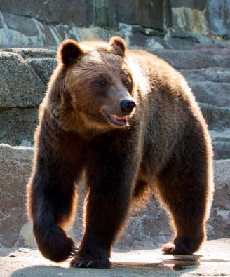 Brown Bear Indianapolis Zoo
