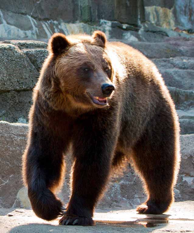 Discover Alaskan Brown Bear | Our Animals | Indianapolis Zoo
