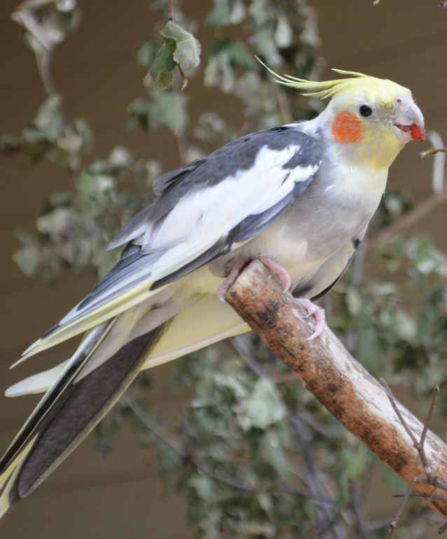 Discover The Cockatiel Our Animals Indianapolis Zoo,Ornamental Grass Types