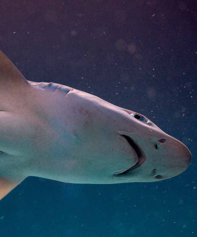 Smooth Dogfish Shark