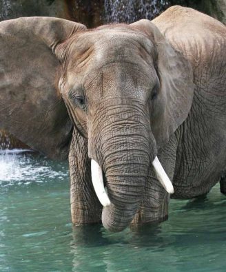 african elephant indianapolis zoo