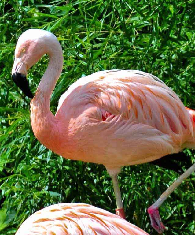 Flamingos-Indianapolis-zoo