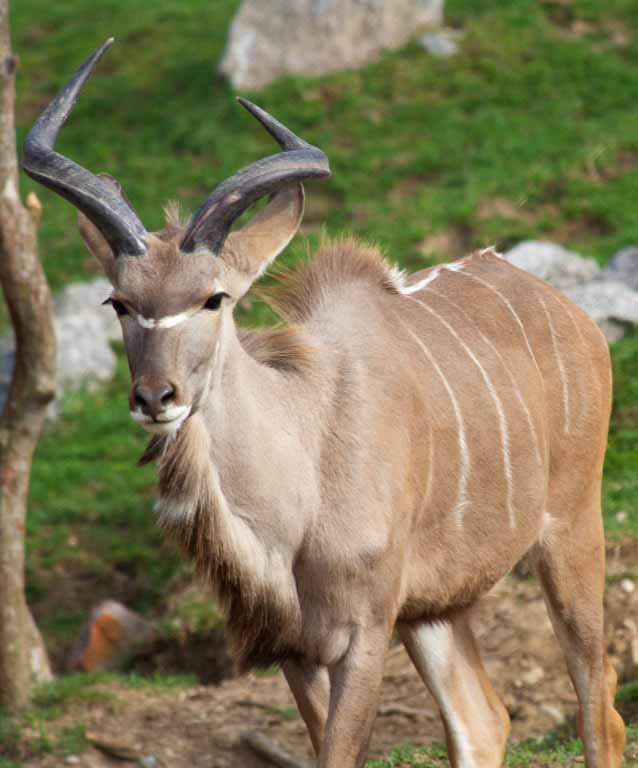 greater-kudu-indianapolis-zoo