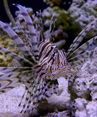 lionfish-indianapolis-zoo