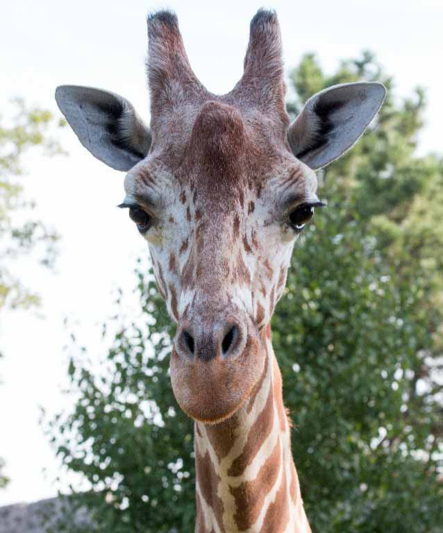 Discover the Reticulated Giraffe | Our Animals | Indianapolis Zoo