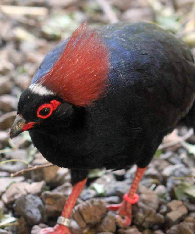 Crested-Wood-Partridge-Indianapolis-zoo