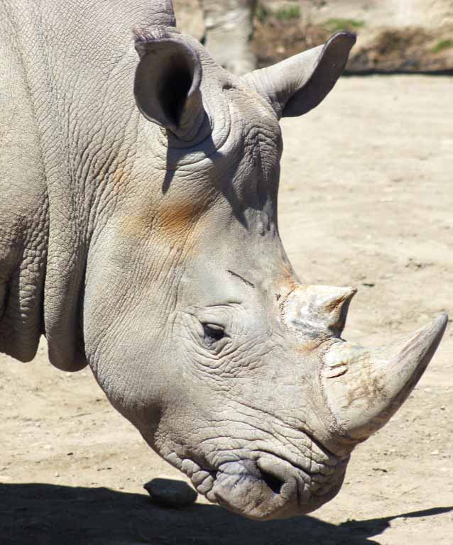 White Rhinoceros - Indianapolis Zoo