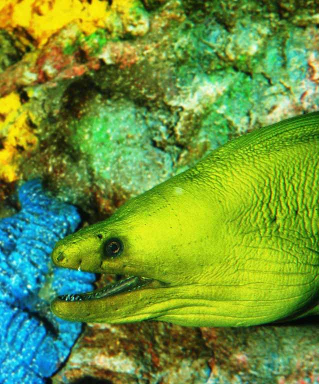 moray-eel-indianapolis-zoo