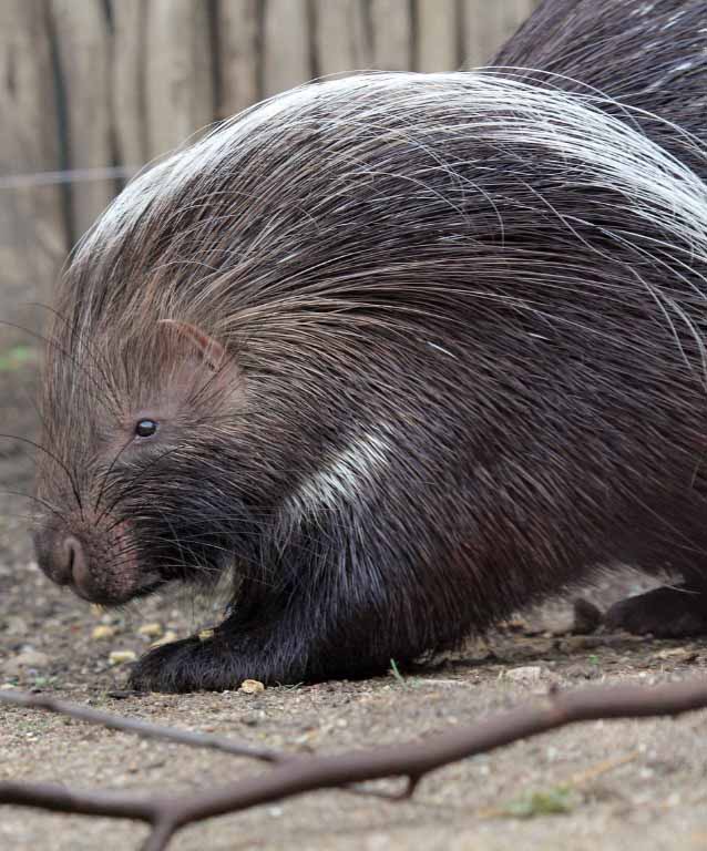 porcupine-indianapolis-zoo