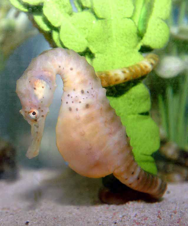 Discover the Pot-bellied Sea Horse | Our Animals | Indianapolis Zoo