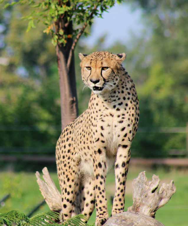 Discover the Cheetah | Our Animals | Indianapolis Zoo
