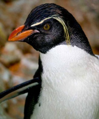 rockhopper-penguin-indianapolis-zoo