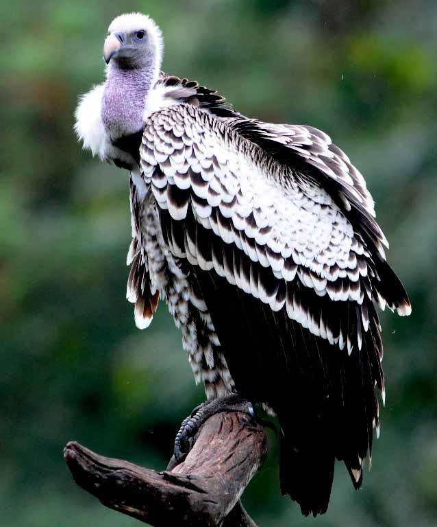 Ruppell’s Griffon Vulture