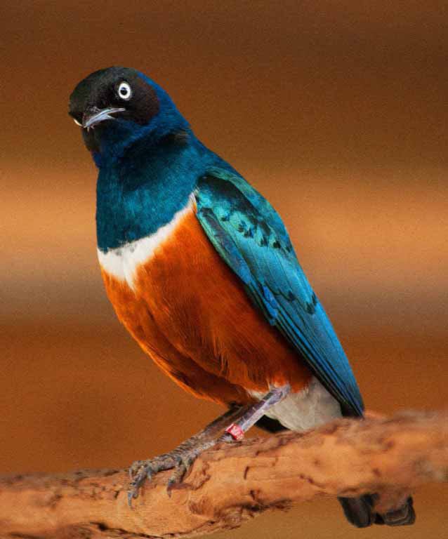Superb-starling-indianapolis-zoo