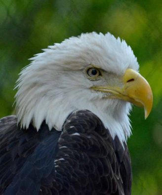 bald-eagle-indianapolis-zoo