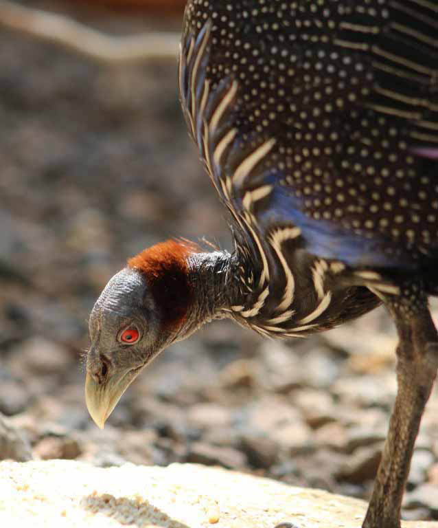 vulturine-guineafowl-indianapolis-zoo