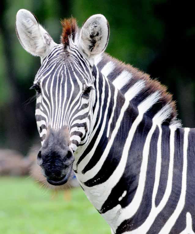 grants zebra indianapolis zoo