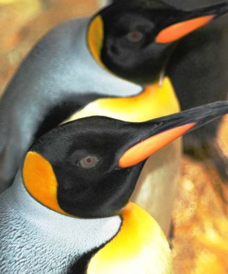 king-penguin-indianapolis-zoo