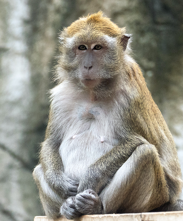 Long-Tailed Macaque