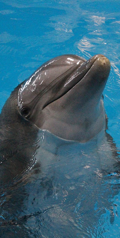 nova-dolphin-indianapolis-zoo